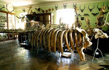 National Zoological Museum of Franko Lviv National University